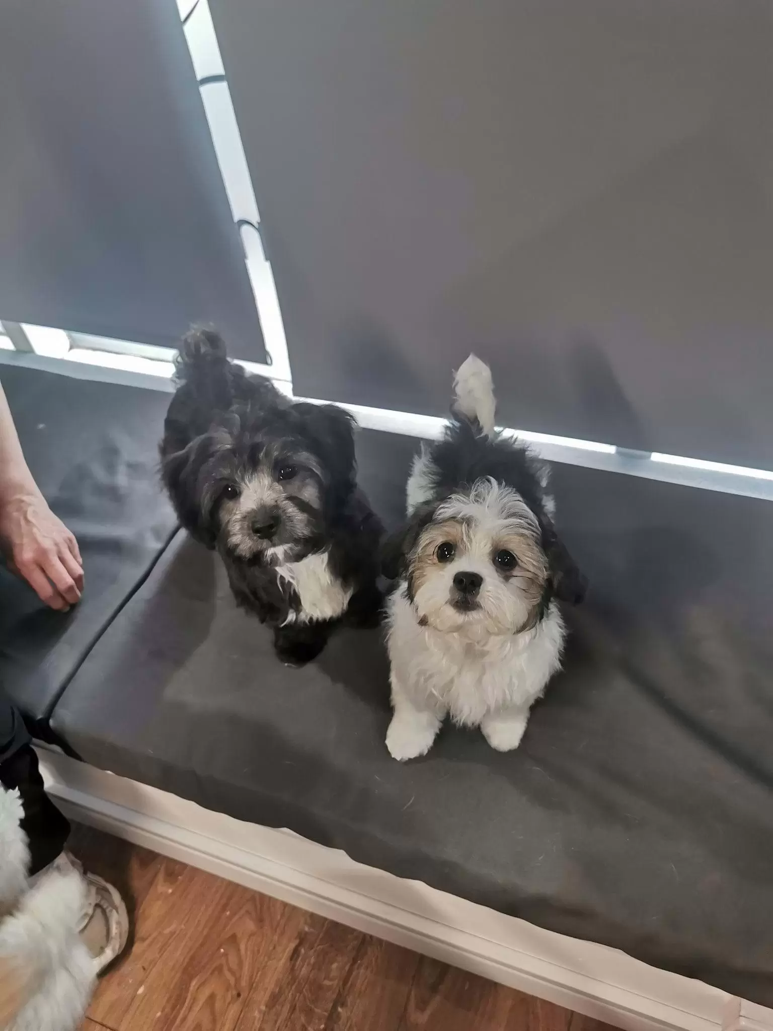 Two dogs standing of the cushioned bench in the shop, looking directly at the camera; very fluffy