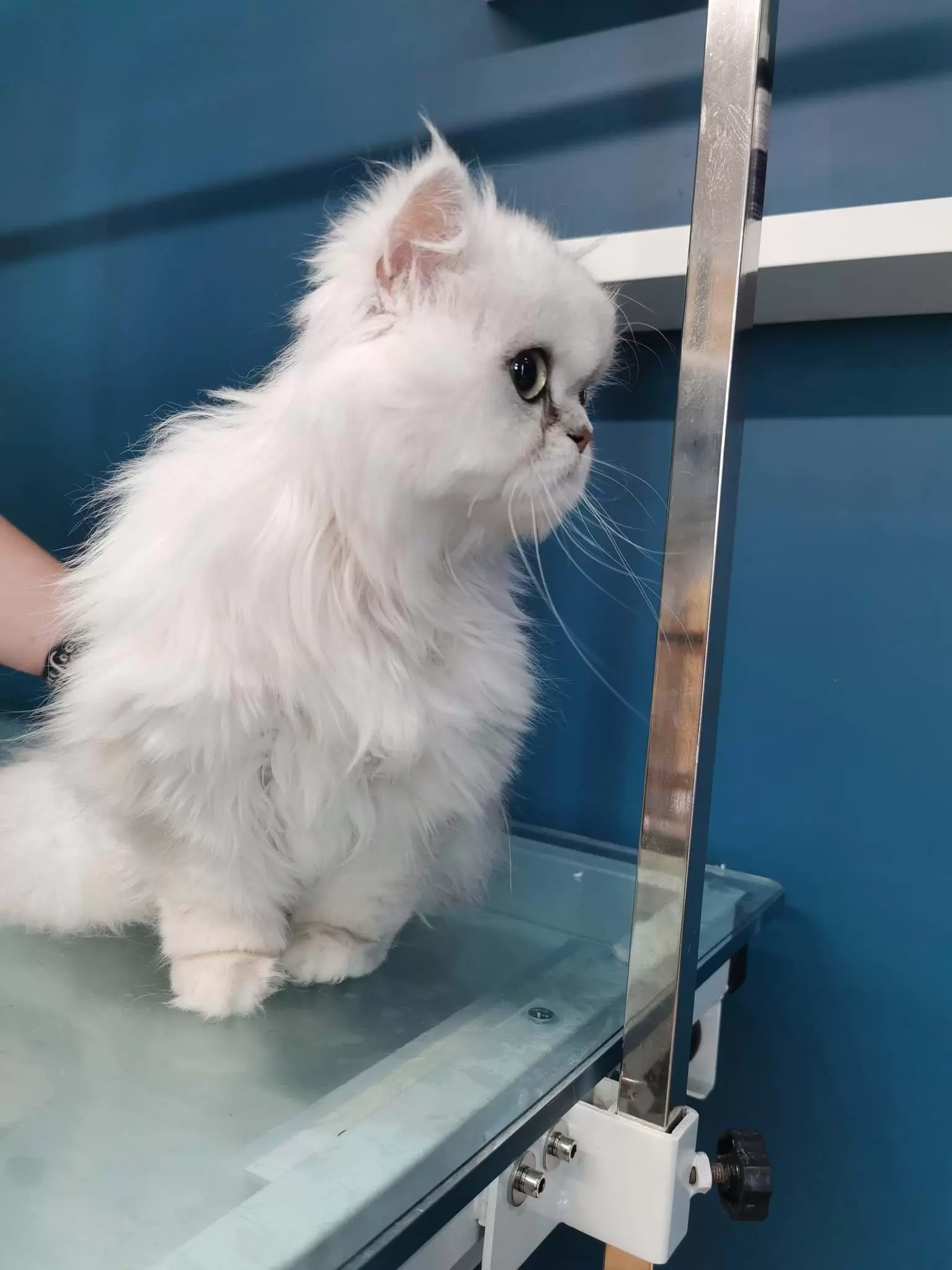 Small White Cat that is sitting on the grooming table