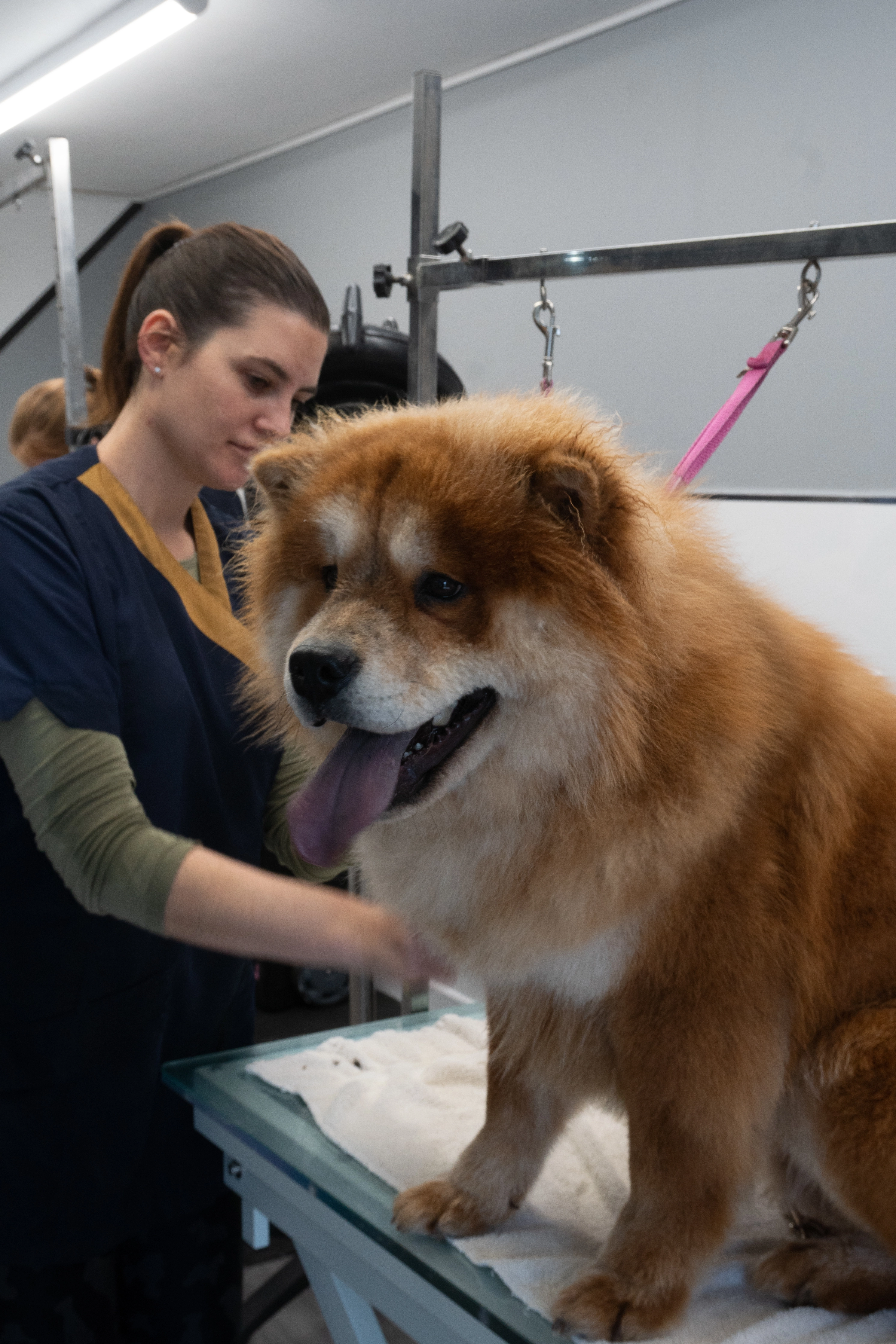 Photo of Dog Getting Groomed