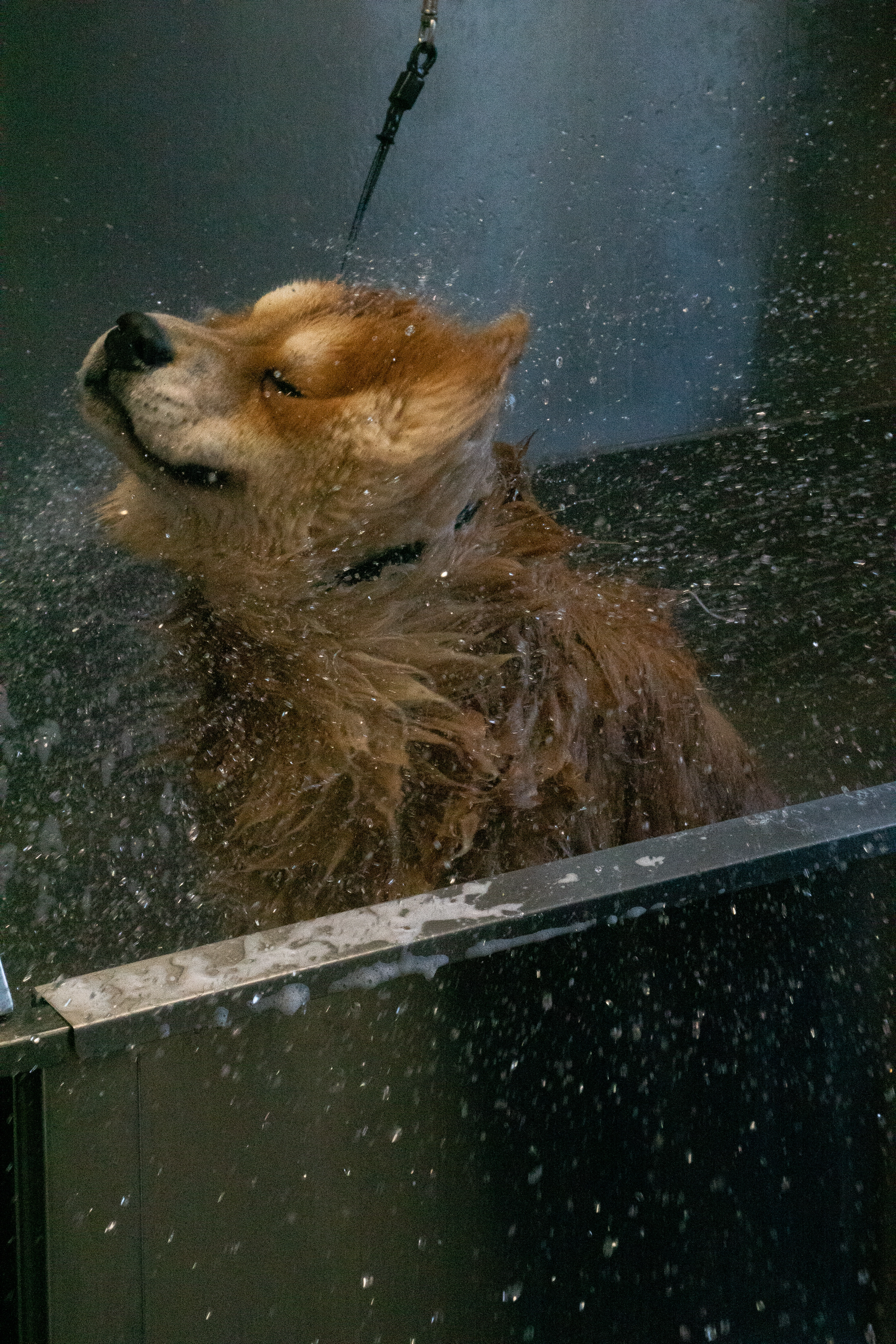 Photo of Dog shaking water off of them in the bath